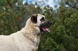 KANGAL 046
